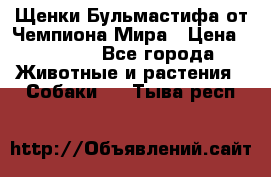 Щенки Бульмастифа от Чемпиона Мира › Цена ­ 1 000 - Все города Животные и растения » Собаки   . Тыва респ.